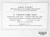Endothlaspis sorghi image
